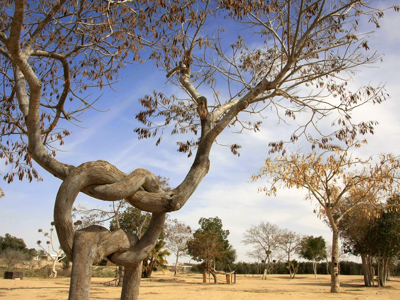 Twisted tree knot sculpture