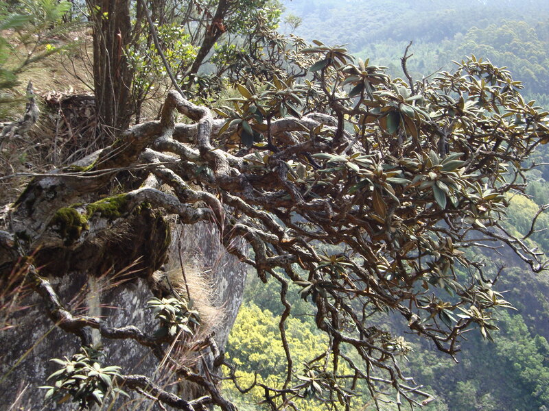 Twisted tree on a cliffside