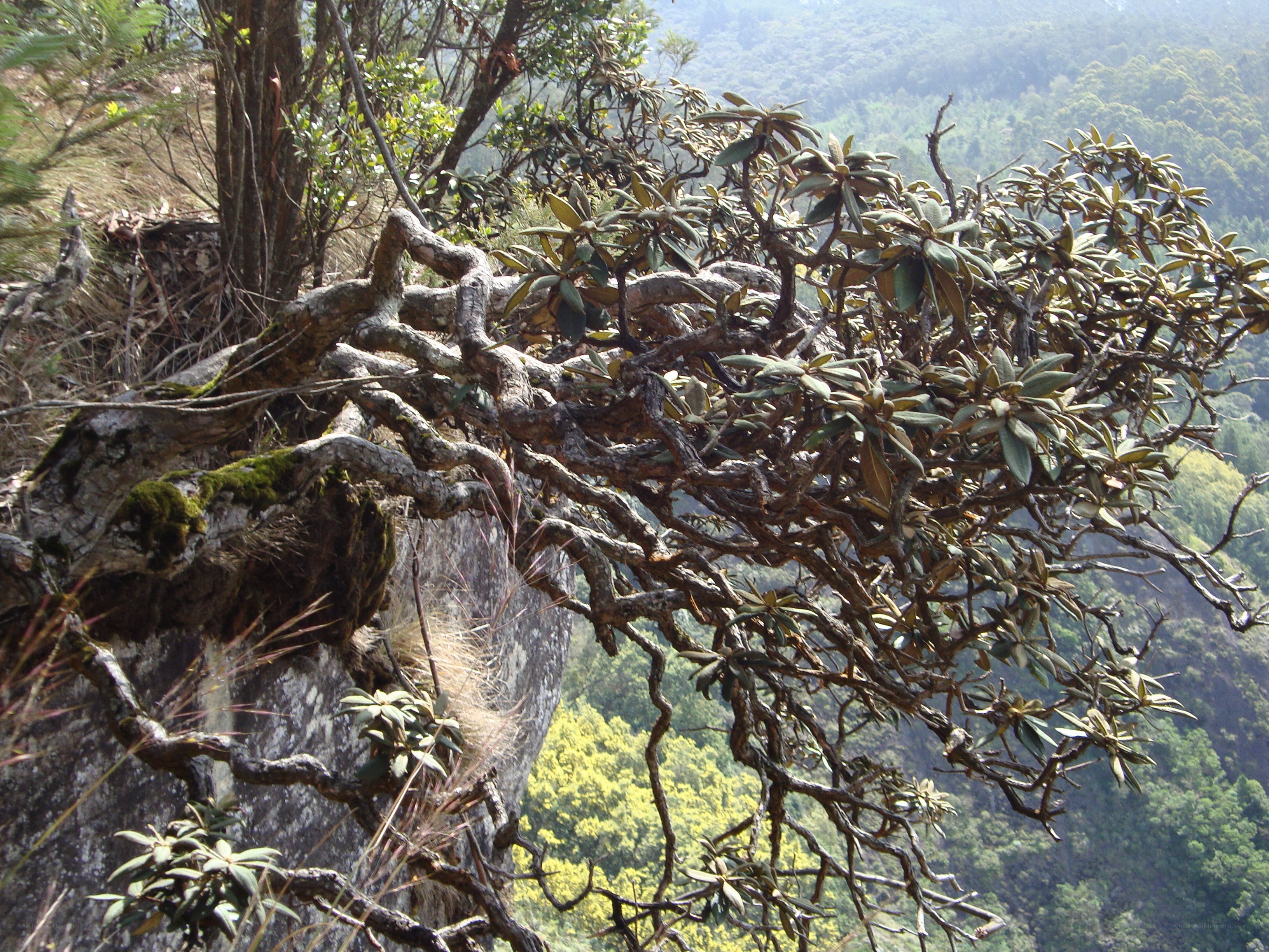 Twisted tree on a cliffside