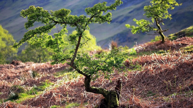 Twisted tree on a hillside