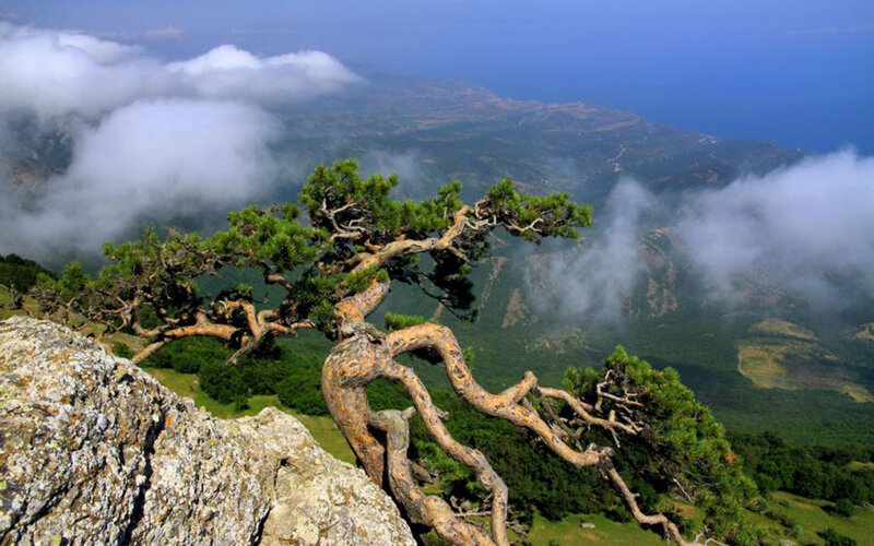 Twisted tree on a mountain peak
