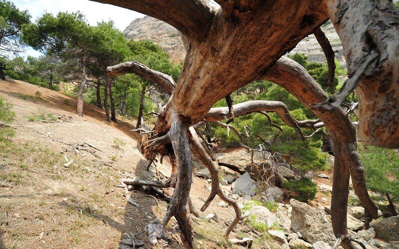 Twisted tree on a rocky hillside