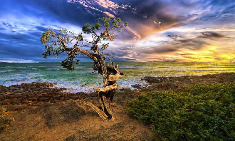 Twisted Tree on Beach