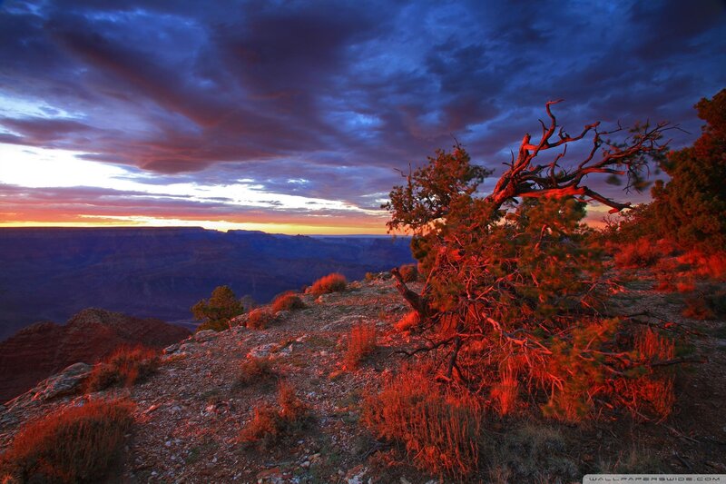 Twisted Tree on Canyon Edge — Red