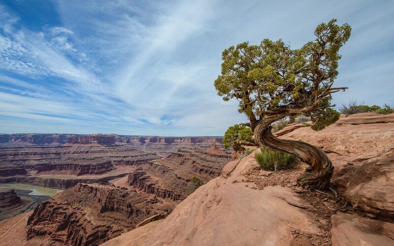 Twisted Tree on Canyon Edge