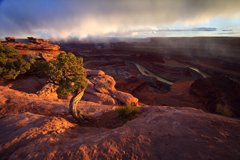 Twisted tree on canyon rim