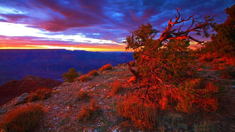 Twisted Tree on Canyon Rim — Red
