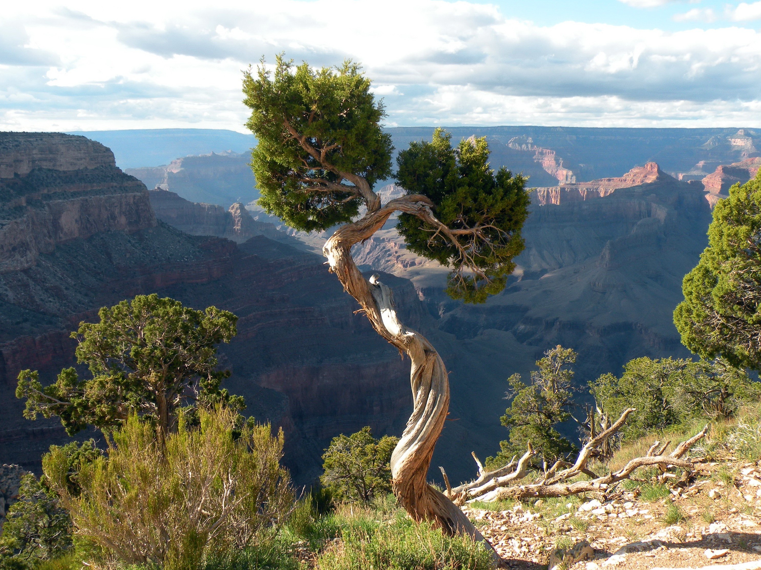 Twisted tree on canyon rim