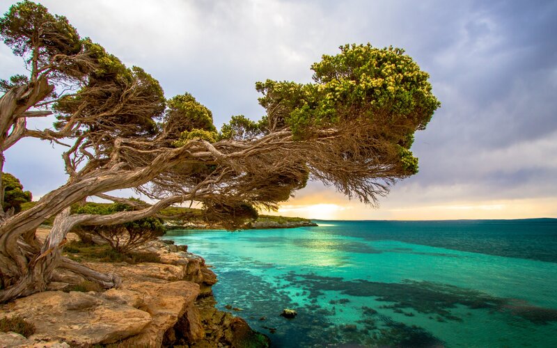Twisted Tree on Cliff — Blue, Dramatic, Sunset