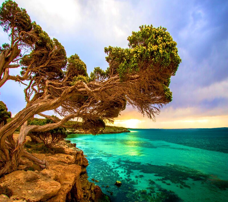 Twisted Tree on Cliff — Blue, Dramatic