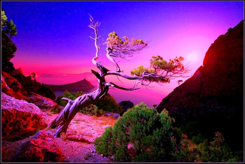 Twisted Tree on Cliff — Purple