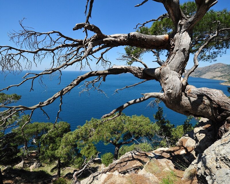 Twisted Tree on Cliff