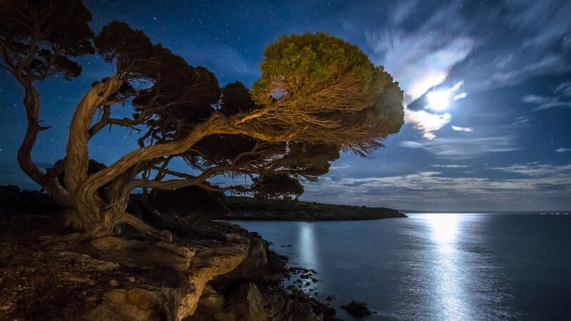 Twisted Tree on Coast