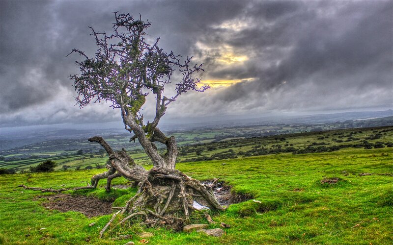 Twisted Tree on Hill — Green, Dramatic