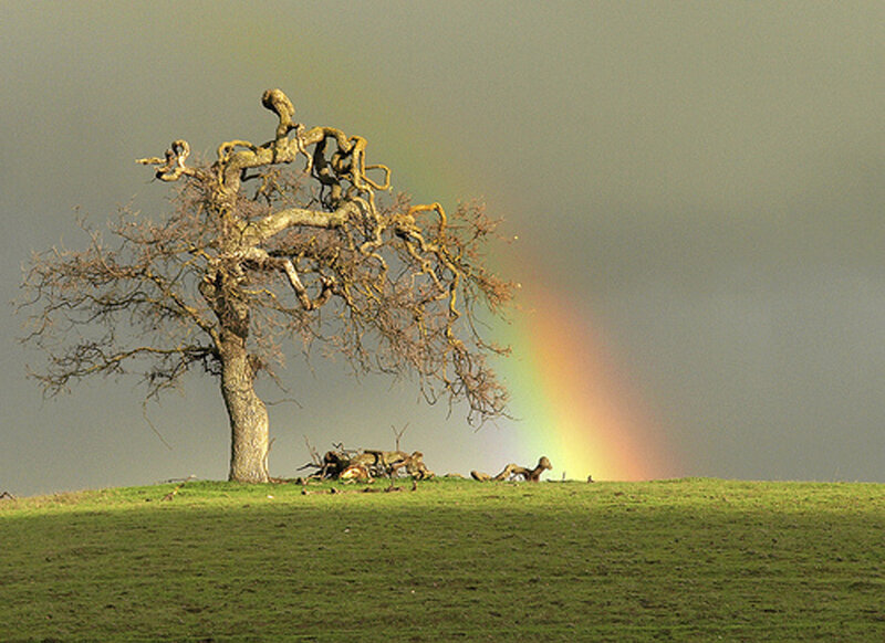 Twisted Tree on Hill — Green