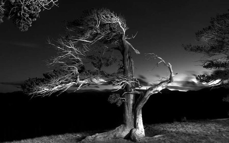 Twisted Tree on Hill