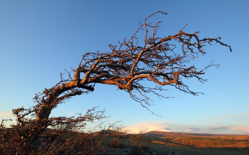 Twisted Tree on Hillside — Blue