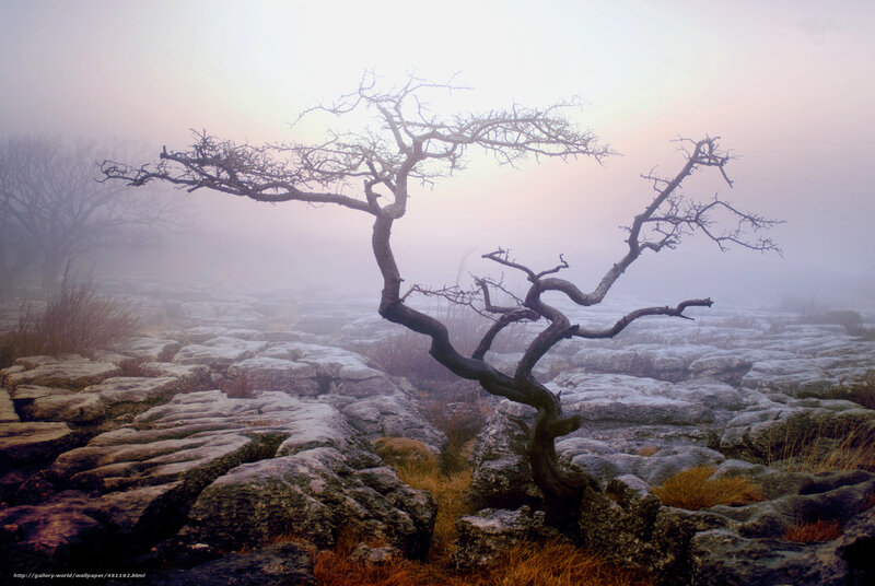 Twisted Tree on Limestone