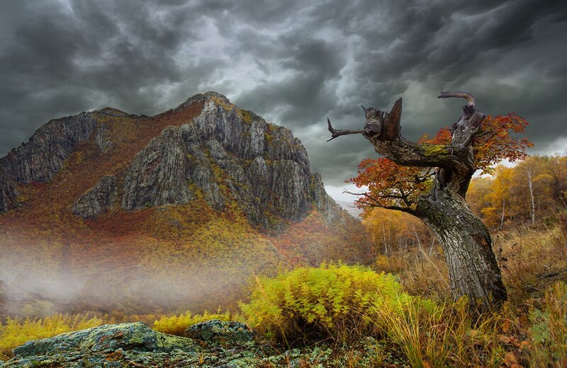 Twisted Tree on Mountain
