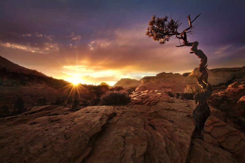Twisted Tree on Rock — Orange, Dramatic