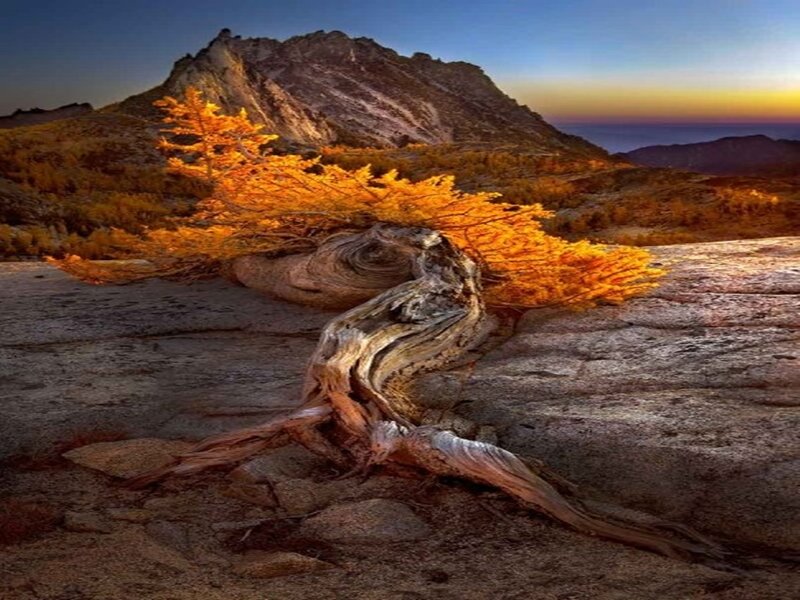 Twisted Tree on Rock — Orange
