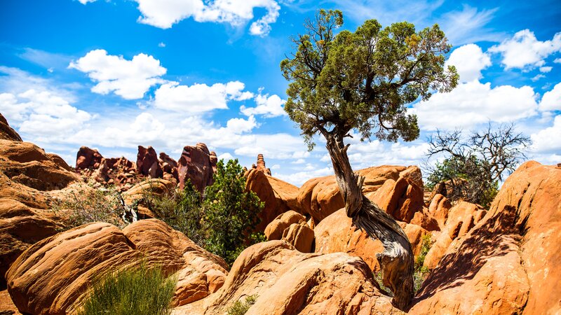 Twisted Tree on Rocks — Blue