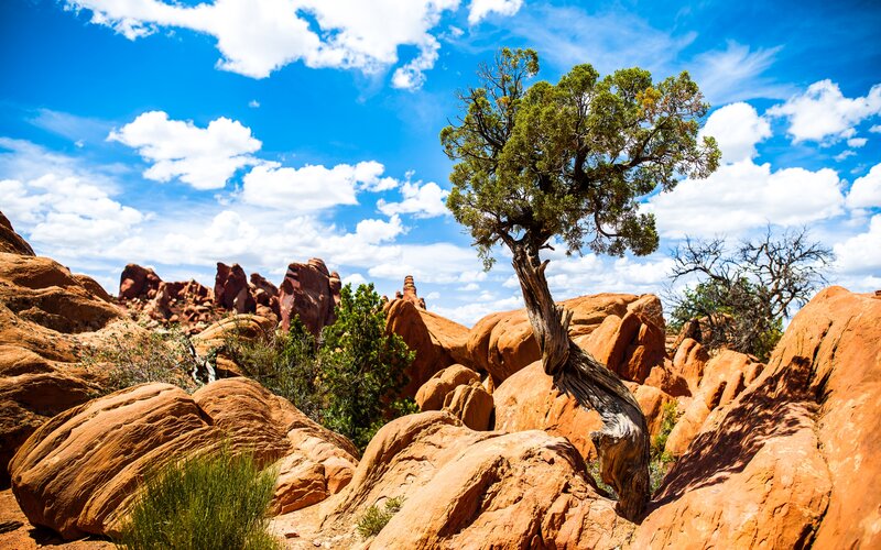 Twisted Tree on Rocks