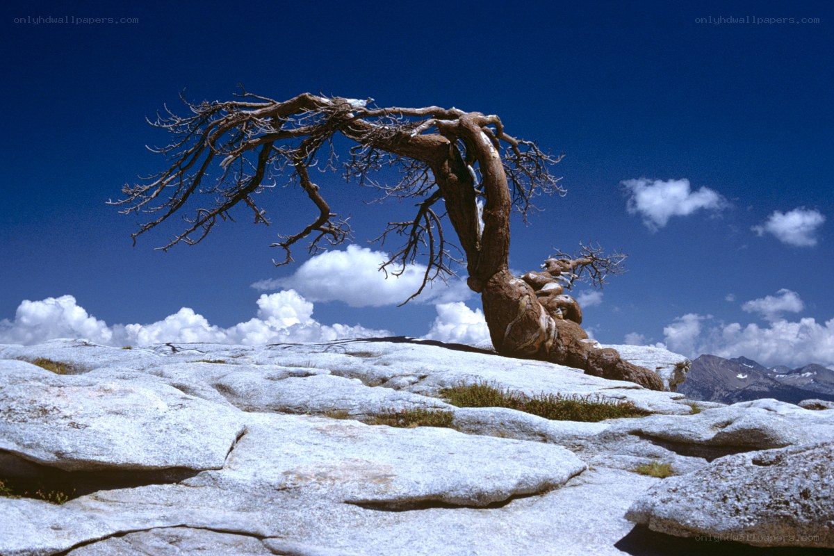 Twisted tree on rocky outcrop