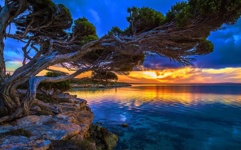 Twisted Tree on Rocky Shore — Blue, Dramatic