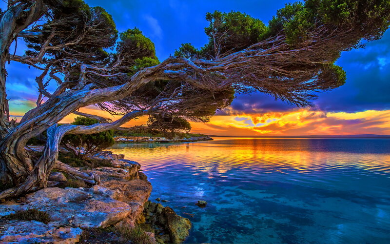 Twisted Tree on Rocky Shore — Blue