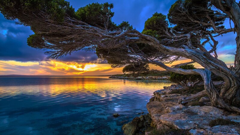 Twisted Tree on Rocky Shore