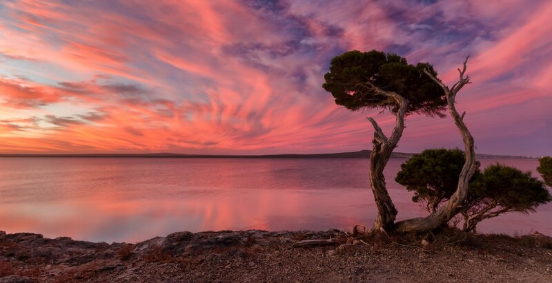 Twisted Tree on Shore — Pink