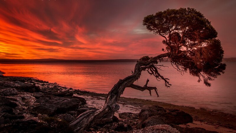 Twisted Tree on Shore