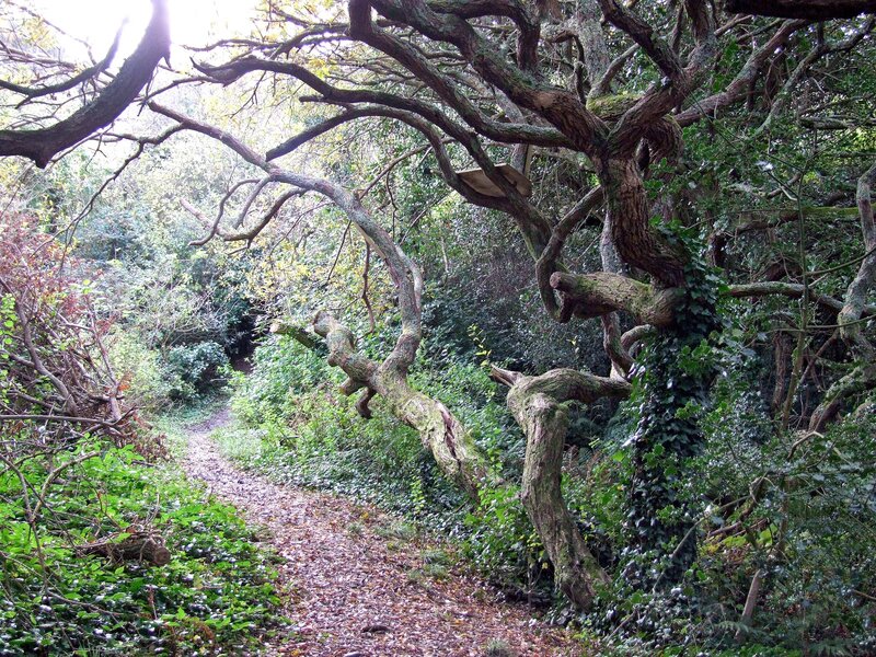 Twisted Tree over Path