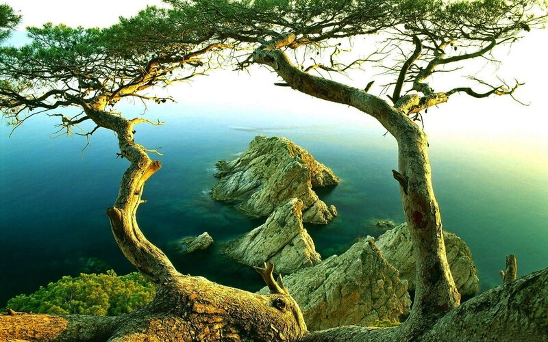 Twisted Tree over Sea — Green