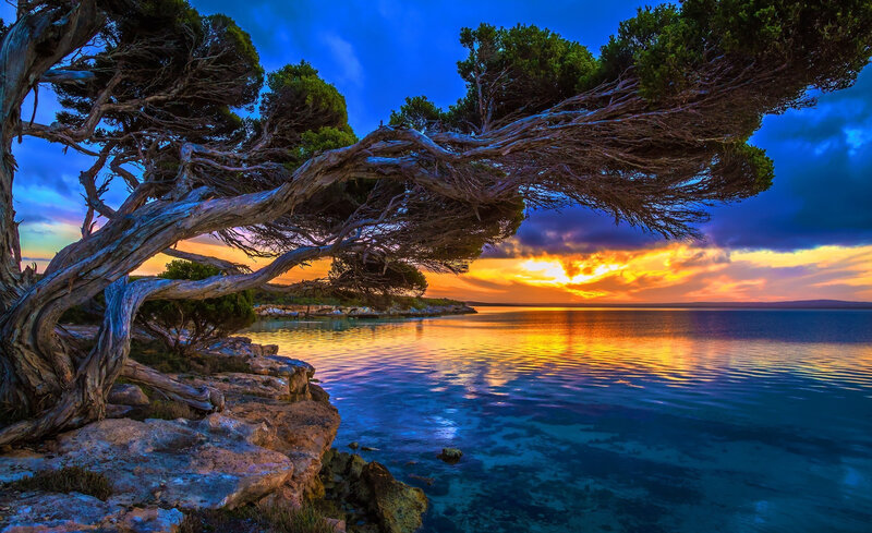 Twisted Tree over Water — Blue