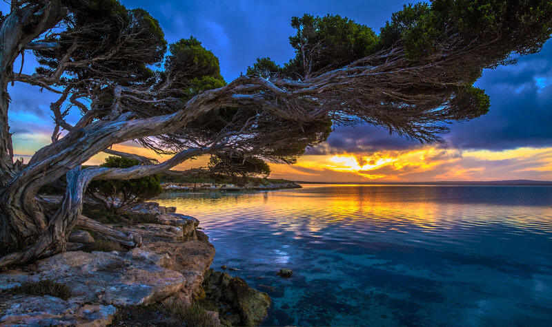 Twisted Tree over Water