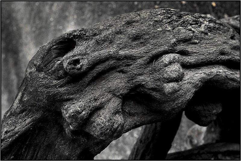Twisted Tree Root
