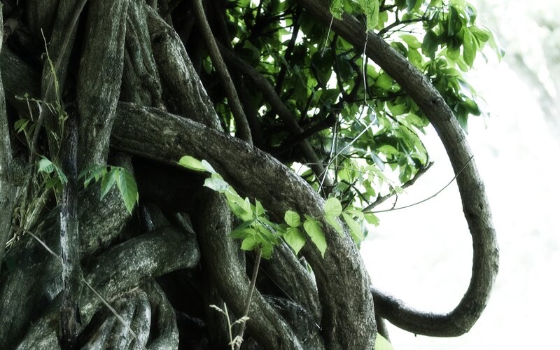 twisted tree roots and green leaves