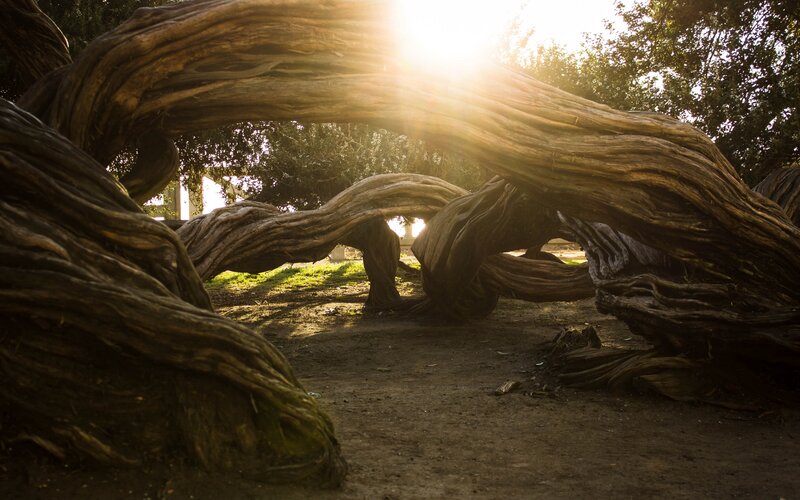 Twisted Tree Roots — Brown, Dramatic