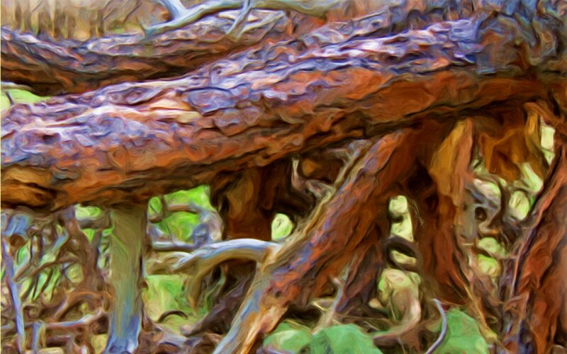 Twisted Tree Roots — Brown, Natural