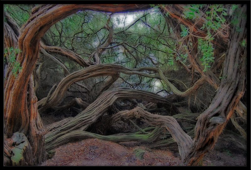 Twisted Tree Roots — Brown