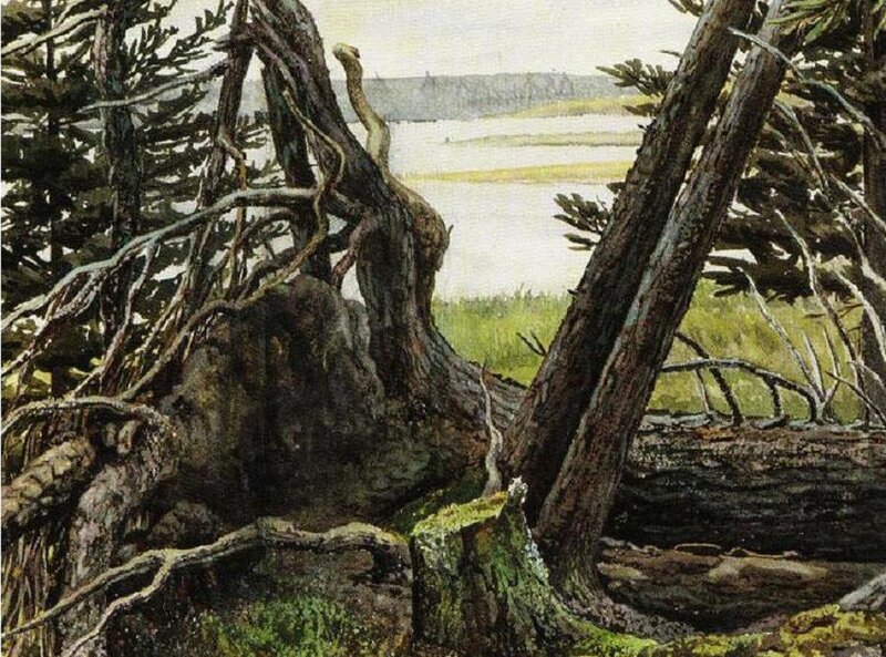 Twisted tree roots by water