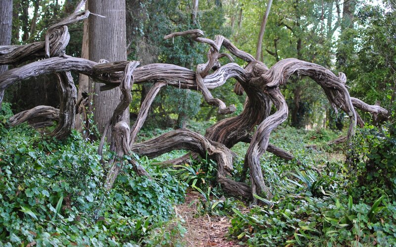 Twisted Tree Roots — Green