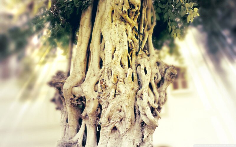 twisted tree roots