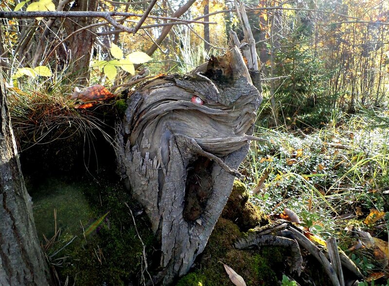 Twisted Tree Stump