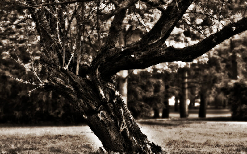 Twisted Tree Trunk — Brown, Dramatic
