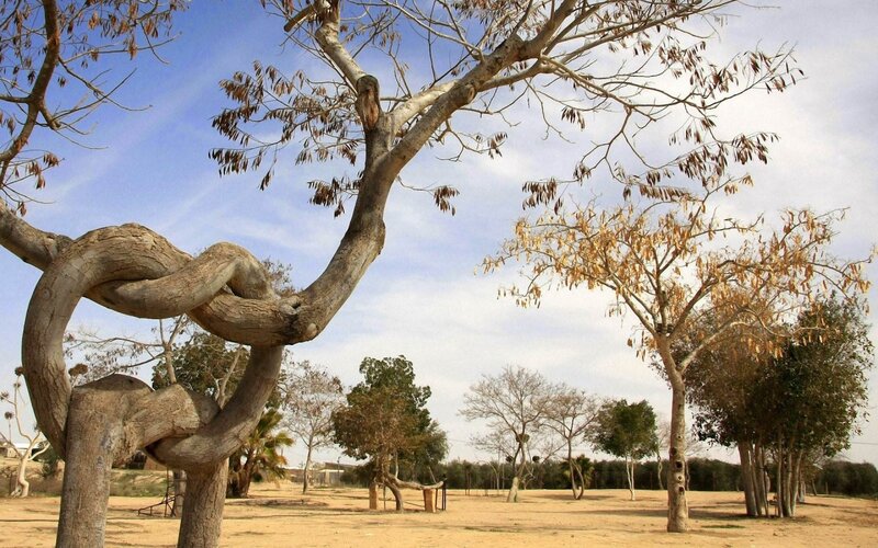 Twisted Tree Trunk — Brown, Serene