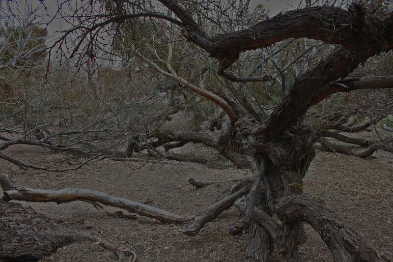 Twisted Tree Trunk — Brown