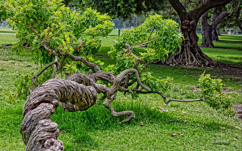 Twisted Tree Trunk — Green, Serene